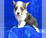 Puppy 2 Pembroke Welsh Corgi
