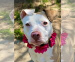 Small #1 American Pit Bull Terrier Mix