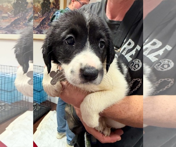 Medium Photo #2 Anatolian Shepherd-Unknown Mix Puppy For Sale in Holly Springs, NC, USA