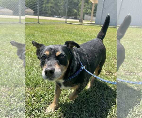 Medium Photo #1 Chihuahua-Unknown Mix Puppy For Sale in Rockaway, NJ, USA