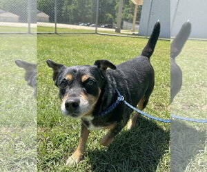 Chihuahua-Unknown Mix Dogs for adoption in Rockaway, NJ, USA