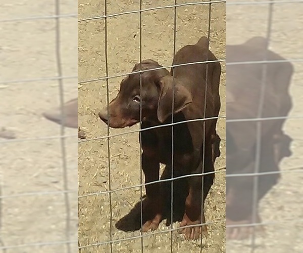 Medium Photo #6 Doberman Pinscher Puppy For Sale in PORTLAND, OR, USA