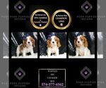 Puppy AKC Waffles Cavalier King Charles Spaniel