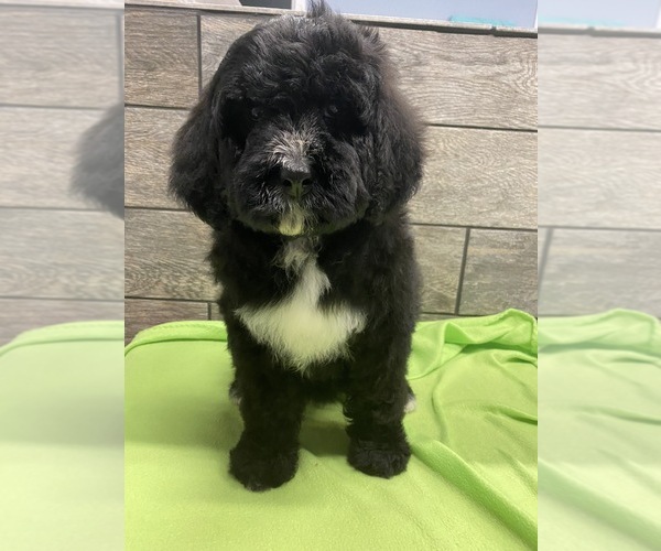 Medium Photo #2 Bernedoodle Puppy For Sale in RICHMOND, IL, USA