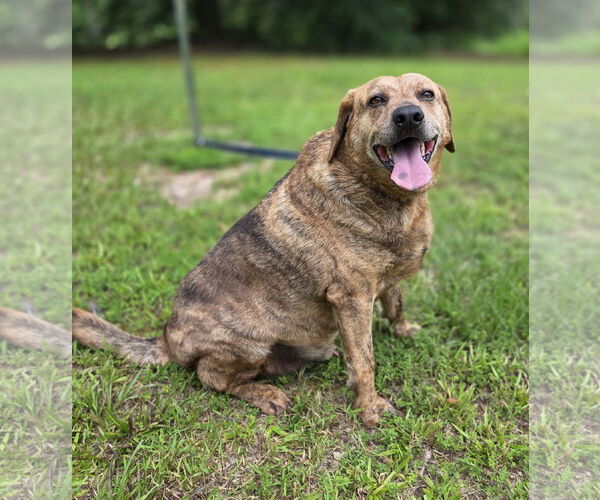 Medium Photo #4 Catahoula Leopard Dog-German Shepherd Dog Mix Puppy For Sale in Attalka, AL, USA