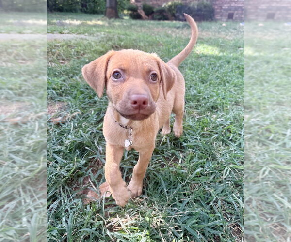 Medium Photo #11 Golden Retriever-Unknown Mix Puppy For Sale in OKLAHOMA CITY, OK, USA
