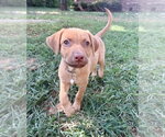 Small Photo #11 Golden Retriever-Unknown Mix Puppy For Sale in OKLAHOMA CITY, OK, USA