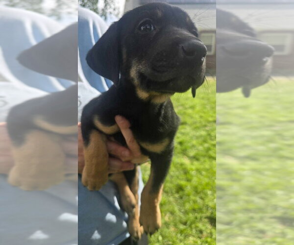 Medium Photo #1 Australian Shepherd-Black Mouth Cur Mix Puppy For Sale in Salt Lake City, UT, USA