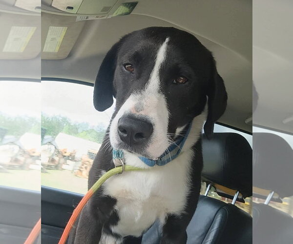 Medium Photo #9 Mutt Puppy For Sale in Ridgefield, CT, USA