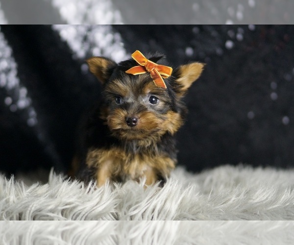 Medium Photo #5 Yorkshire Terrier Puppy For Sale in WARSAW, IN, USA