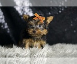 Small #4 Yorkshire Terrier