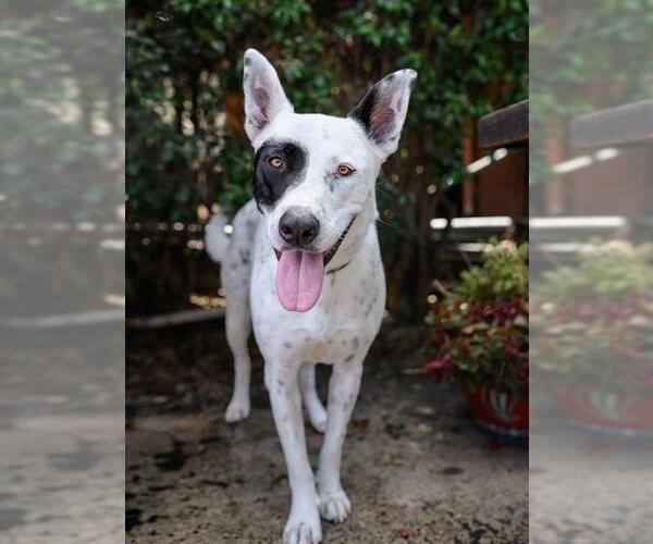 Medium Photo #3 Mutt Puppy For Sale in Chula Vista, CA, USA