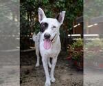 Small Photo #3 Mutt Puppy For Sale in Chula Vista, CA, USA