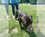 Small #2 Labrador Retriever Mix