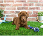 Small #3 Labrador Retriever