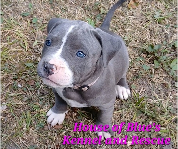 Medium Photo #1 American Pit Bull Terrier Puppy For Sale in DELAWARE, OH, USA