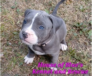 American Pit Bull Terrier Puppy for sale in DELAWARE, OH, USA