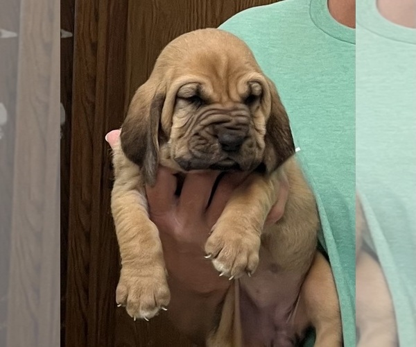 Medium Photo #6 Bloodhound Puppy For Sale in FORT MORGAN, CO, USA