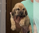 Red F - Female Bloodhound Puppy for Sale - Photo #6