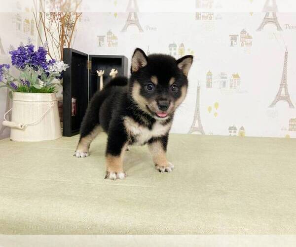 Medium Photo #5 Shiba Inu Puppy For Sale in BELLEVUE, WA, USA