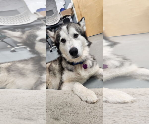 Medium Photo #2 Siberian Husky Puppy For Sale in Severn, MD, USA