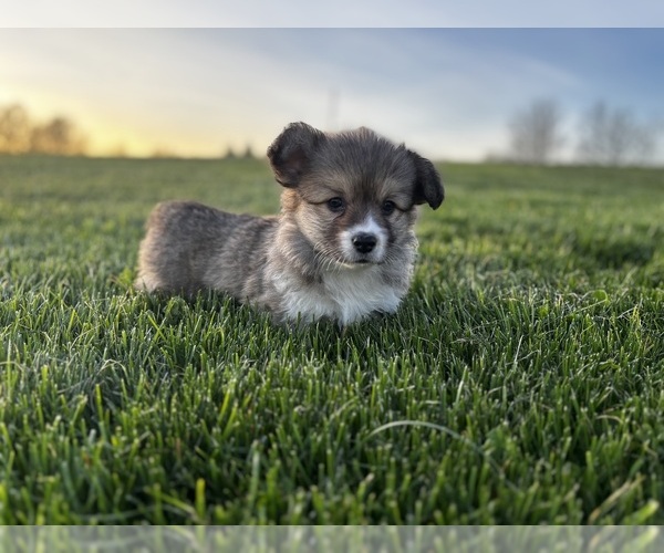 Medium Photo #1 Pembroke Welsh Corgi Puppy For Sale in COBLESKILL, NY, USA
