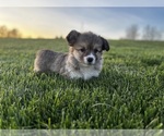 Image preview for Ad Listing. Nickname: Litter of 3