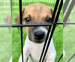 Small Photo #3 Rat Terrier Puppy For Sale in YELLVILLE, AR, USA