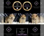 Small Photo #5 Pomeranian Puppy For Sale in WARSAW, IN, USA