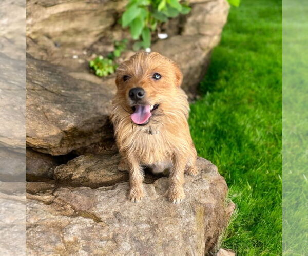 Medium Photo #2 Mutt Puppy For Sale in Menifee, CA, USA