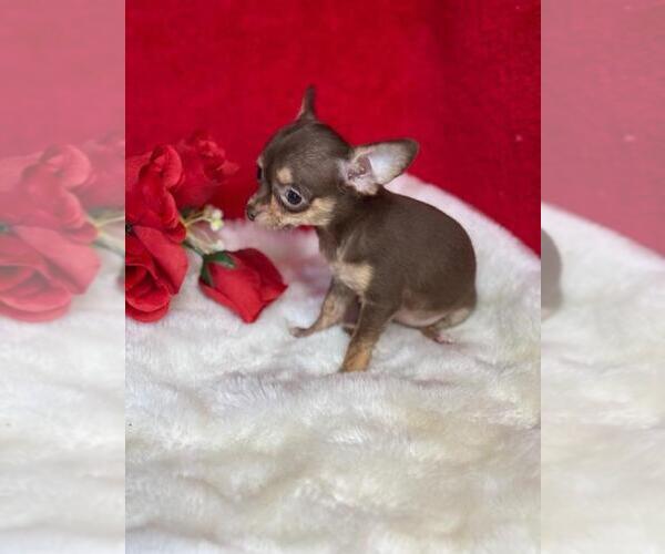 Medium Photo #7 Chihuahua Puppy For Sale in PEMBROKE PINES, FL, USA