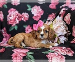 Small Photo #5 Cavalier King Charles Spaniel Puppy For Sale in CHRISTIANA, PA, USA