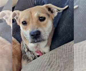 Labrador Retriever Dogs for adoption in Conroe, TX, USA