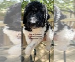 Small Photo #10 Pyredoodle Puppy For Sale in GEORGETOWN, TX, USA
