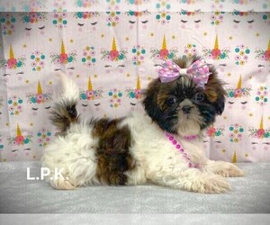 Shih Tzu Puppy for sale in WINNSBORO, LA, USA