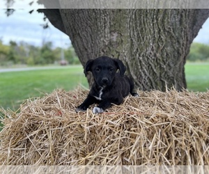 Sheprador Puppy for Sale in CONVERSE, Indiana USA