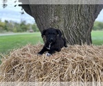 Small Photo #1 Sheprador Puppy For Sale in CONVERSE, IN, USA
