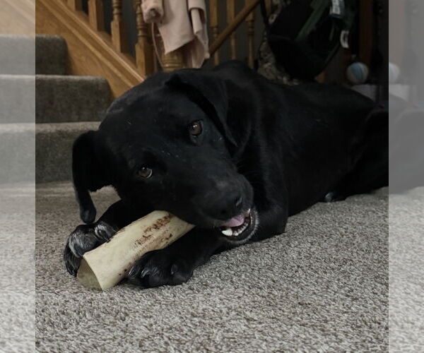 Medium Photo #3 Labrador Retriever-Unknown Mix Puppy For Sale in Princeton, MN, USA