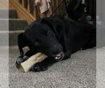 Small #2 Labrador Retriever Mix