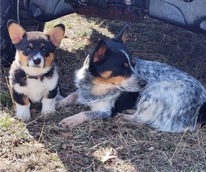 Cowboy Corgi Puppy for sale in STEPHENVILLE, TX, USA