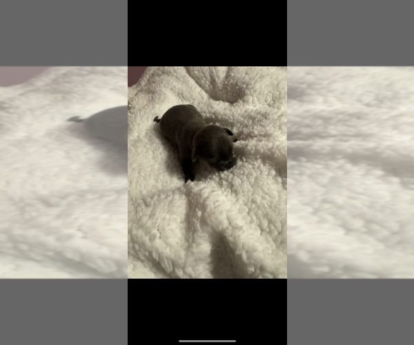 Medium Photo #10 Chihuahua Puppy For Sale in DALLAS, TX, USA