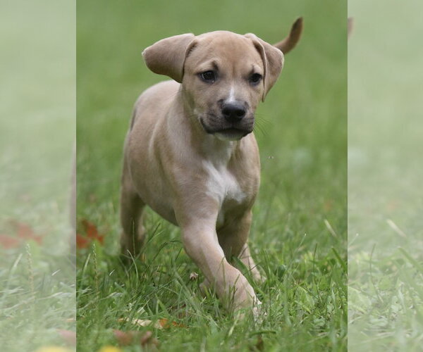 Medium Photo #3 Boxer-Unknown Mix Puppy For Sale in Mechanicsburg, PA, USA