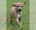 Small #2 Boxer Mix