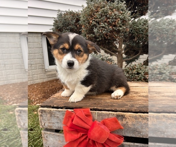 Medium Photo #4 Pembroke Welsh Corgi Puppy For Sale in MIDDLEBURY, IN, USA