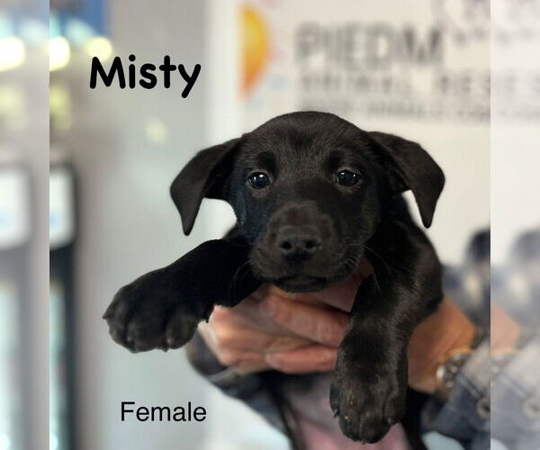 Medium Photo #2 Labrador Retriever-Unknown Mix Puppy For Sale in Mooresville, NC, USA