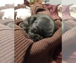 Puppy Puppy 4 Pug