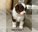 Puppy 3 Miniature American Shepherd