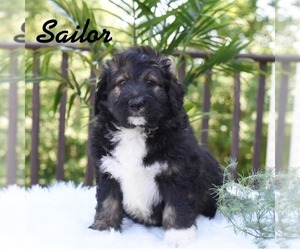 Bernedoodle Puppy for sale in MIFFLINBURG, PA, USA
