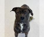 Small #5 American Bulldog Mix