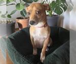 Small #3 Chihuahua Mix